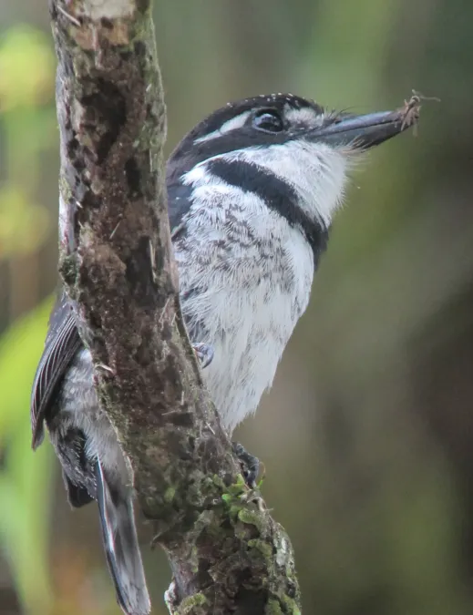 File:Notharchus tectus Bobo coronado Pied Puffbird (male) (8114545167).jpg