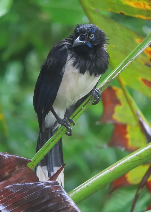 File:Cyanocorax affinis Carriquí pechiblanco Black-chested Jay (8114375735).jpg