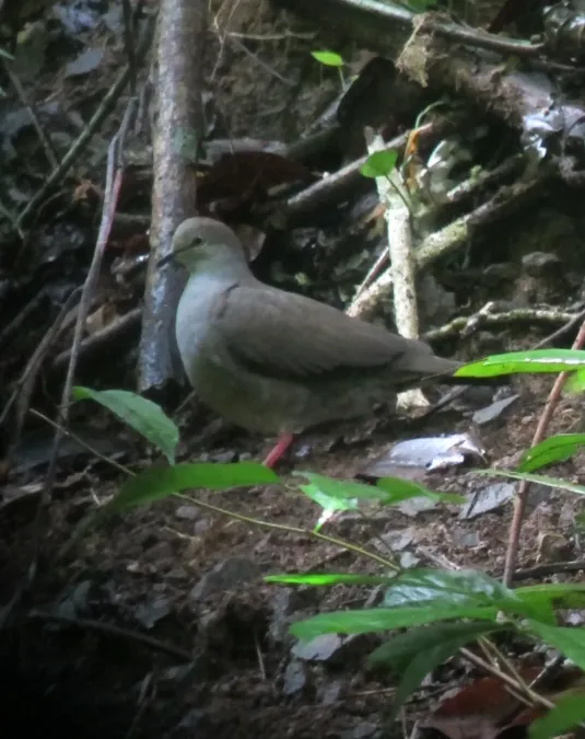 File:Leptotila cassinii Tórtola ojirroja Grey-chested Dove (8114317366).jpg