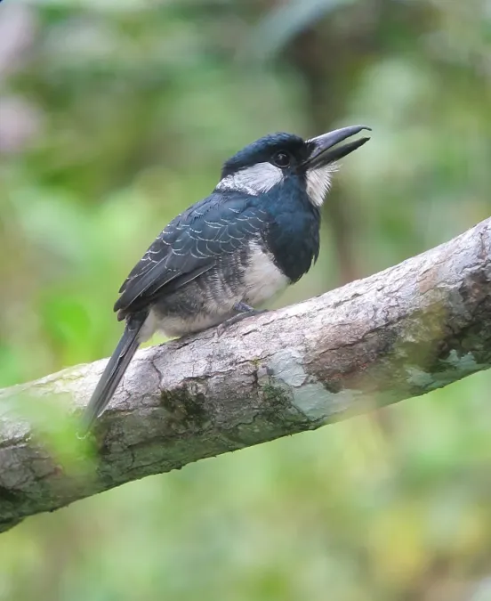 File:Notharchus pectoralis Bobo pechinegro Black-breasted Puffbird (8114081968).jpg