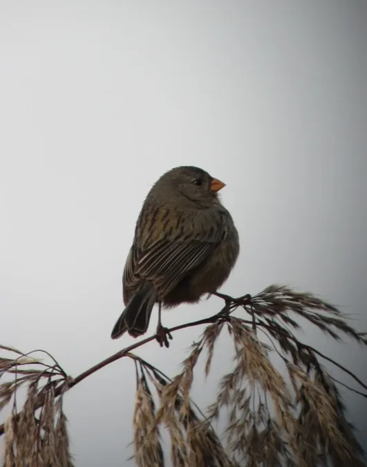 File:Catamenia inornata Semillero andino Plain-coloured Seedeater (7949105630).jpg