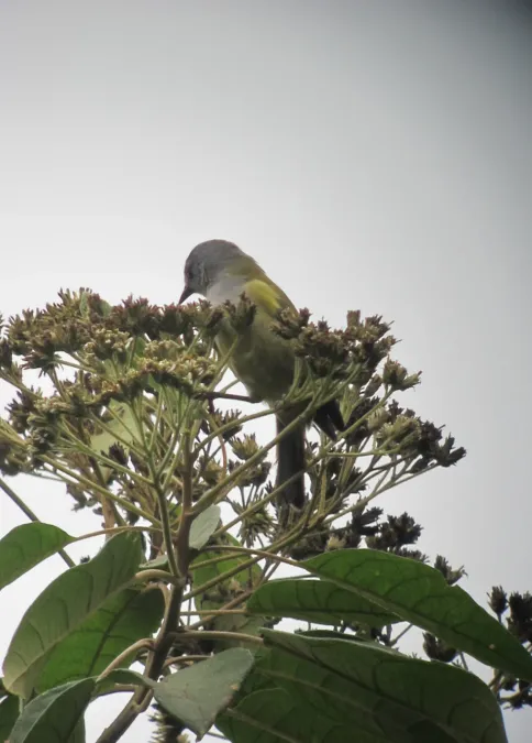 File:Conirostrum albifrons Conirrostro capirotado Capped Conebill (7936701280).jpg