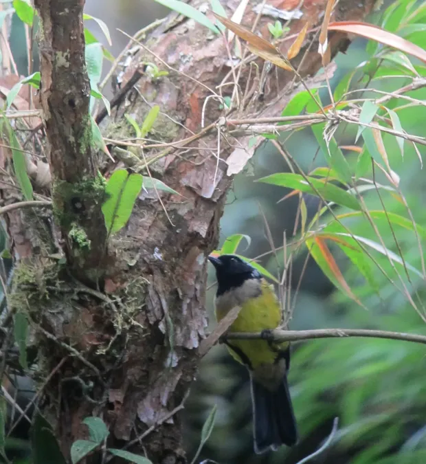 File:Dubusia taeniata Tangara diadema Buff-breasted Mountain-Tanager (7936688500).jpg