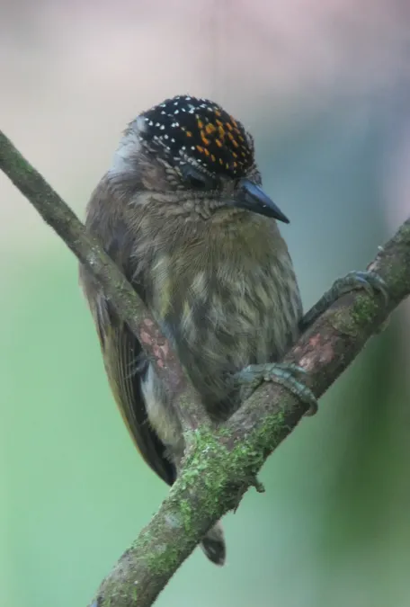 File:Picumnus olivaceus Carpintero oliváceo Olivaceus Piculet (male) (7881885480).jpg