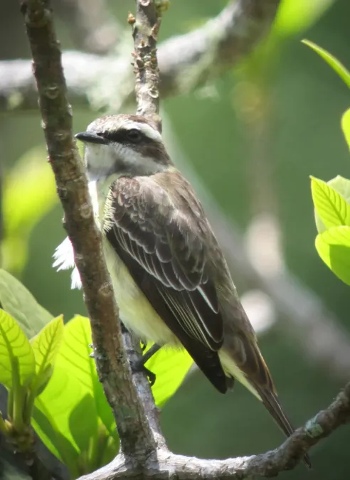 File:Legatus leucophaius Atrapamoscas pirata Piratic Flycatcher (7880798786).jpg