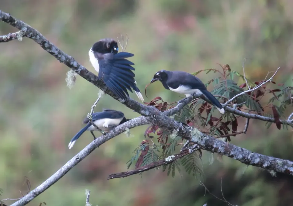 File:Cyanocorax affinis Carriquí pechiblanco Black-chested Jay (7880237070).jpg