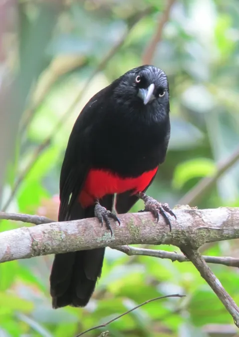 File:Hypopyrrhus pyrohypogaster Cacique candela Red-bellied Grackle (7880234692).jpg