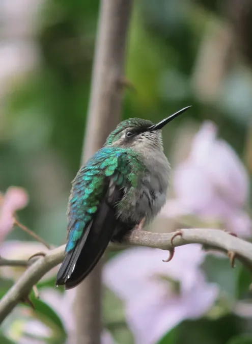 File:Chlorostilbon melanorhynchus Esmeralda occidental Western Emerald (female) (7872568746).jpg