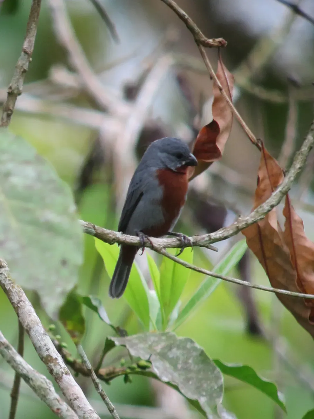 File:Sporophila castaneiventris Espiguero buchicastaño Chestnut-bellied Seedeater (male) (7867910538).jpg