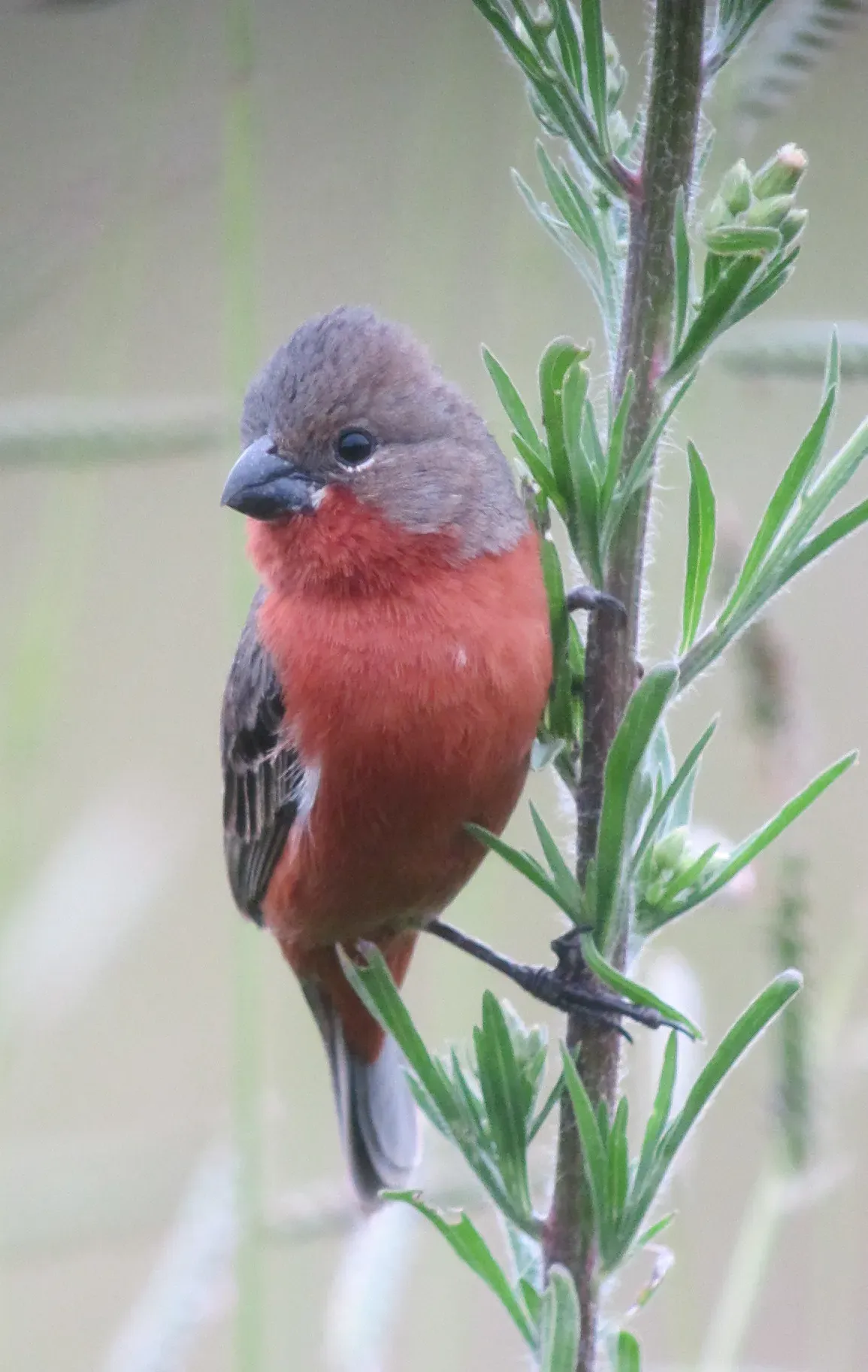 File:Sporophila minuta Espiguero ladrillo Ruddy-breasted Seedeater (7860094324).jpg
