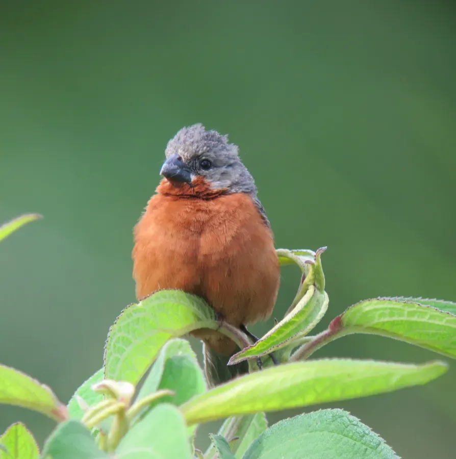 File:Sporophila minuta Espiguero ladrillo Ruddy-breasted Seedeater (7860095828).jpg