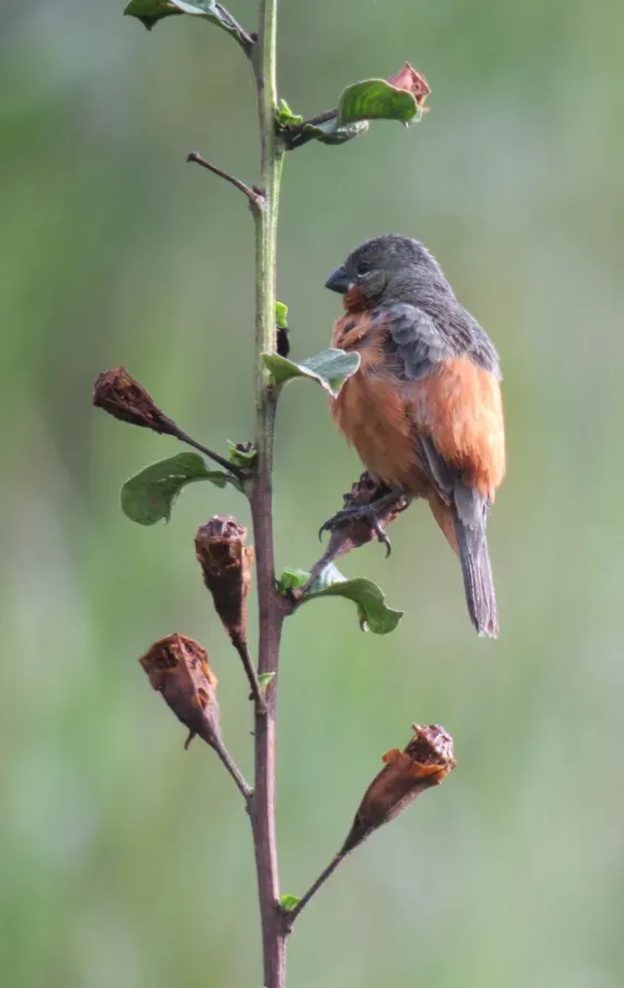 File:Sporophila minuta Espiguero ladrillo Ruddy-breasted Seedeater (7860097710).jpg