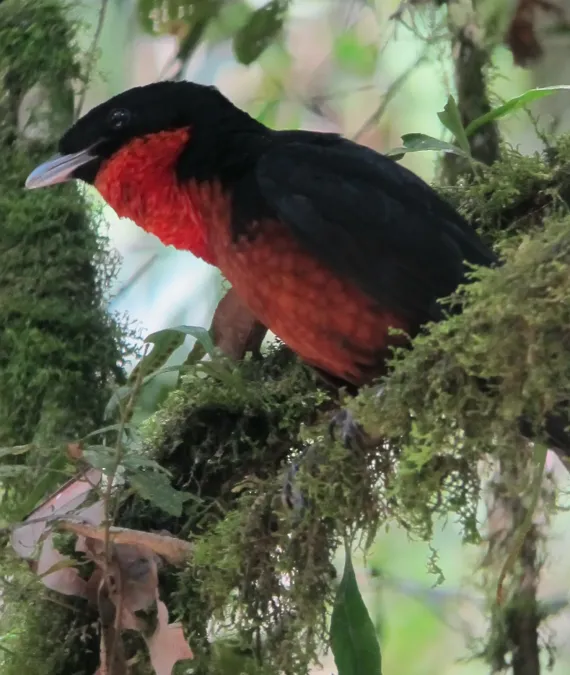 File:Pyroderus scutatus Toropisco montañero Red-ruffed Fruitcrow (7856638860).jpg