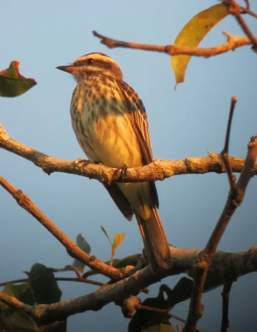 File:Empidonomus varius Atrapamoscas veteado Variegated Flycatcher (7856328644).jpg