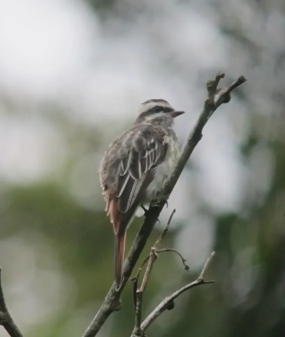 File:Empidonomus varius Atrapamoscas veteado Variegated Flycatcher (7827511526).jpg