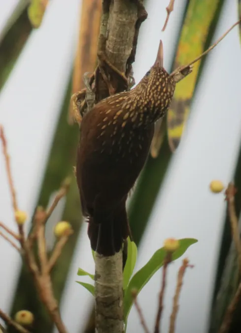 File:Xiphorhynchus obsoletus Trepatroncos listado Striped Woodcreeper (7825954442).jpg