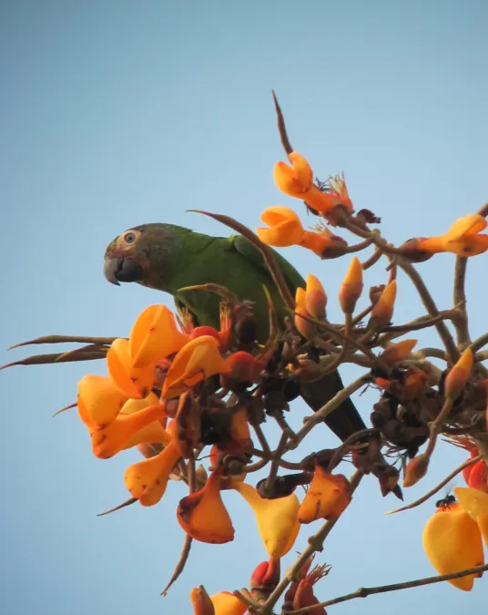File:Aratinga weddellii Perico canoso Dusky-headed Parakeet (7823709854).jpg
