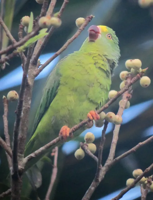 File:Brotogeris sanctithomae Periquito cabeciamarillo Tui Parakeet (7811611264).jpg