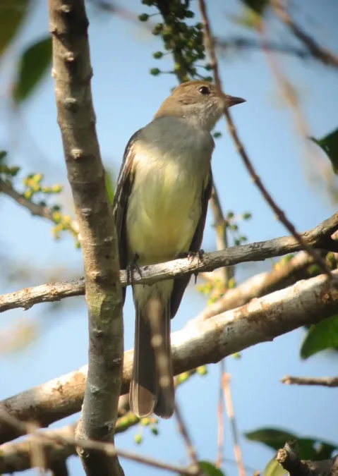 File:Elaenia spectabilis Elaenia austral Large Elaenia (7804672892).jpg