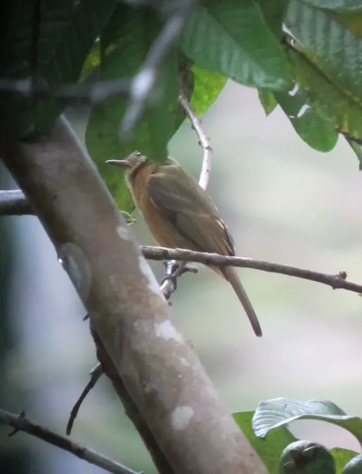 File:Mionectes oleagineus Atrapamoscas ocráceo Ochre-bellied Flycatcher (7804589346).jpg