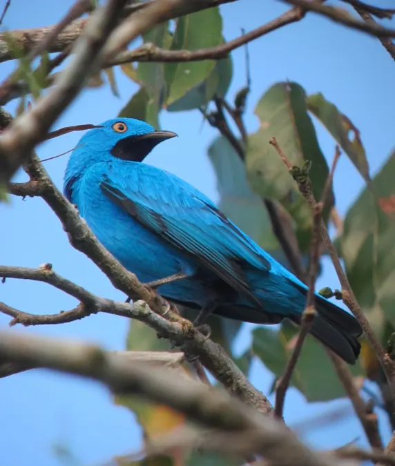 File:Cotinga maynana Cotinga turquesa Plum-throated Cotinga (male) (7804009124).jpg