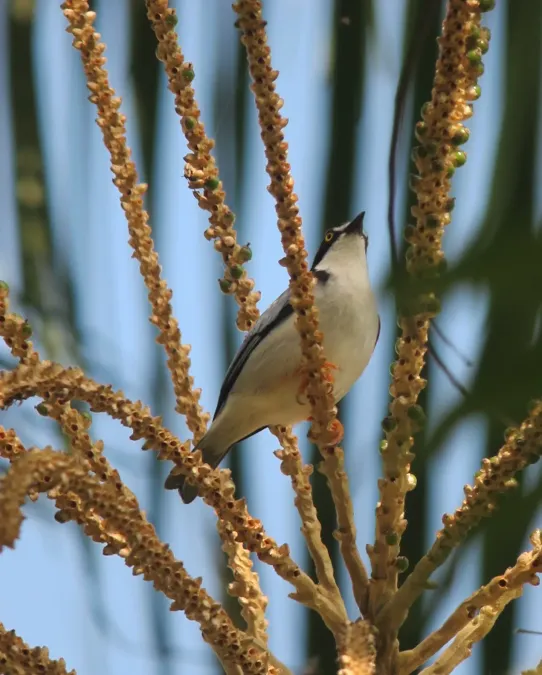 File:Nemosia pileata Trinadora pechiblanca Hooded Tanager (male) (7803223516).jpg