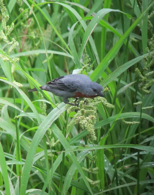 File:Sporophila castaneiventris Espiguero buchicastaño Chestnut-bellied Seedeater (male) (7803098744).jpg