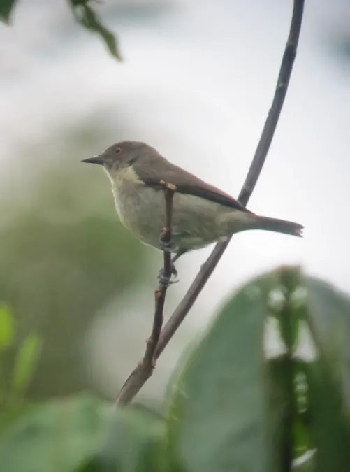 File:Dacnis flaviventer Dacnis pechiamarilla Yellow-bellied Dacnis (female) (7802679614).jpg