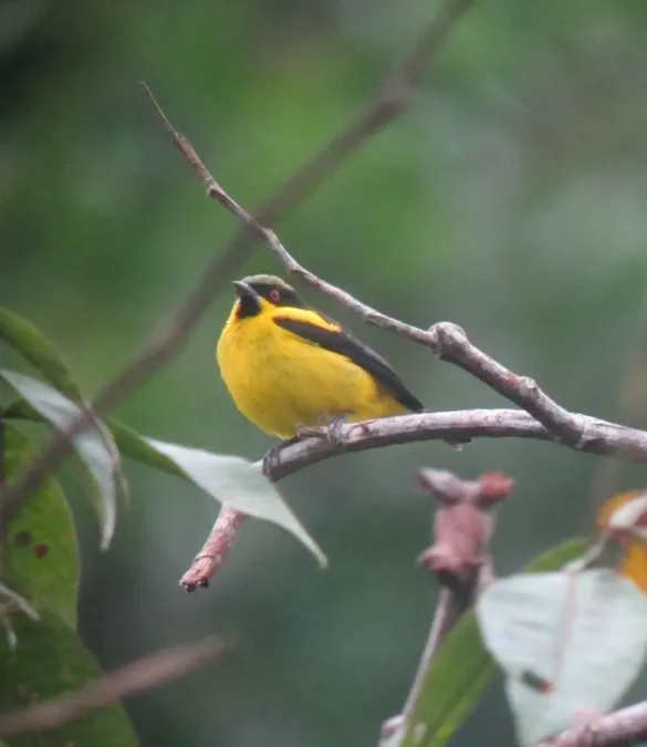 File:Dacnis flaviventer Dacnis pechiamarilla Yellow-bellied Dacnis (male) (7802638644).jpg