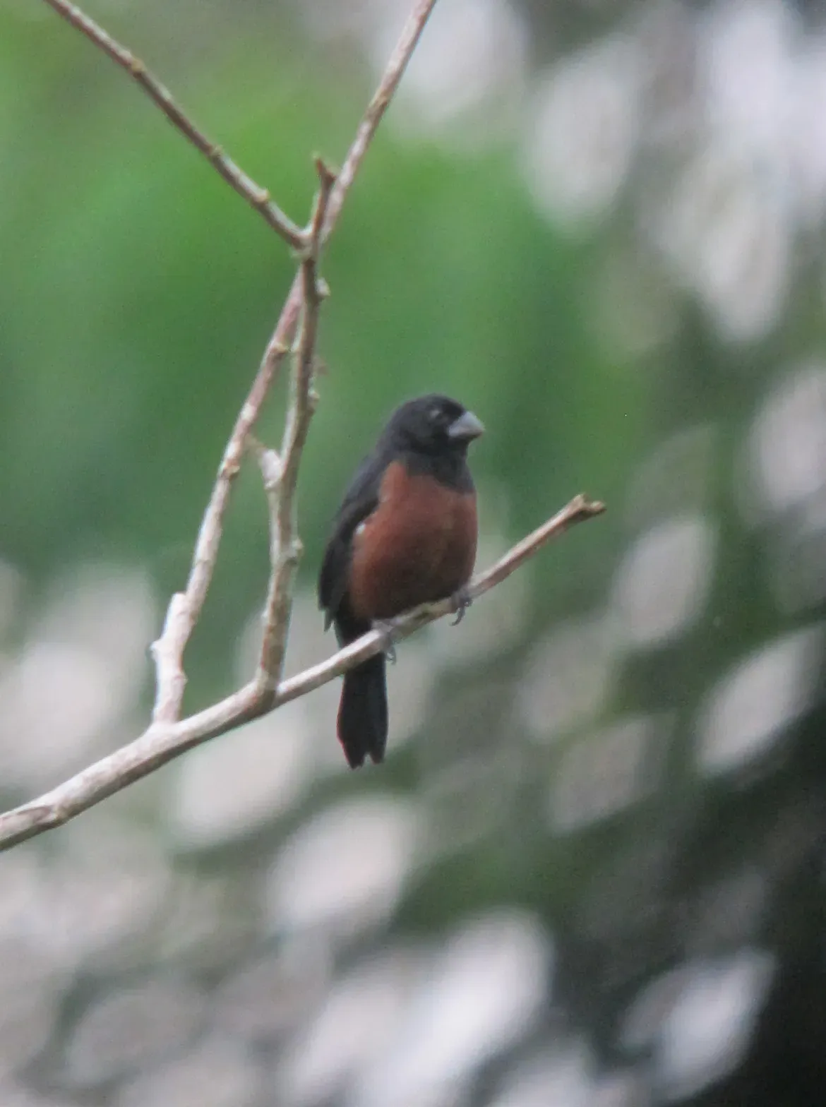 File:Sporophila angolensis Arrocero buchicastaño Chestnut-bellied Seed-Finch (7802560454).jpg