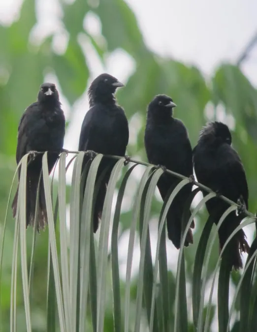 File:Lampropsar tanagrinus Tordo amazónico Velvet-fronted Grackle (7802599578).jpg