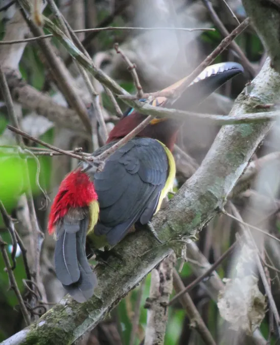 File:Pteroglossus inscriptus Pichí pechiamarillo Lettered Aracari (7801423512).jpg