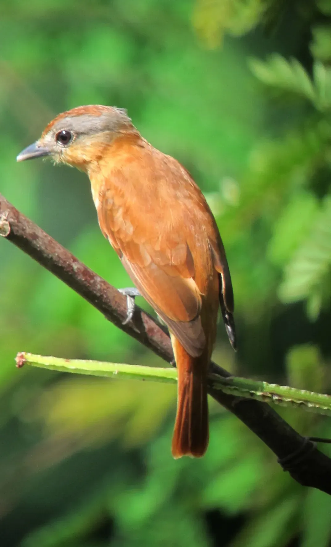 File:Pachyramphus castaneus Cabezón castaño Chestnut-crowned Becard (7801423898).jpg