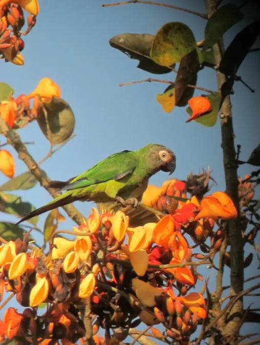 File:Aratinga weddellii Perico canoso Dusky-headed Parakeet (7801424412).jpg