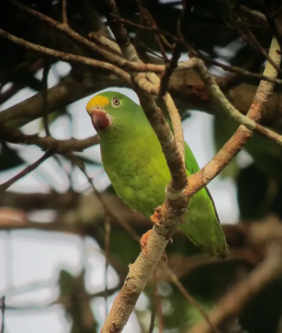 File:Brotogeris sanctithomae Periquito cabeciamarillo Tui Parakeet (7801424870).jpg