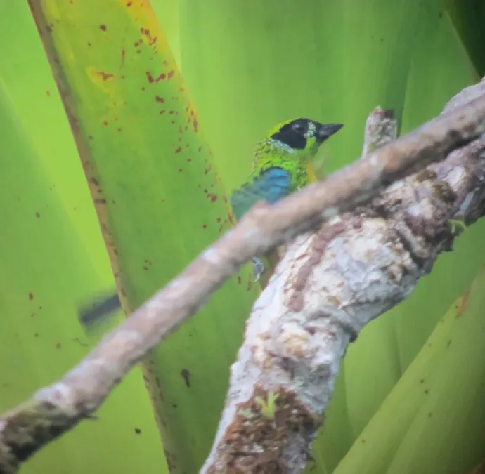 File:Tangara schrankii Tángara carinegra Green-and-Gold Tanager (7801425246).jpg