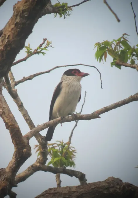 File:Tityra cayana Titira colinegra Black-tailed Tityra (7799812994).jpg