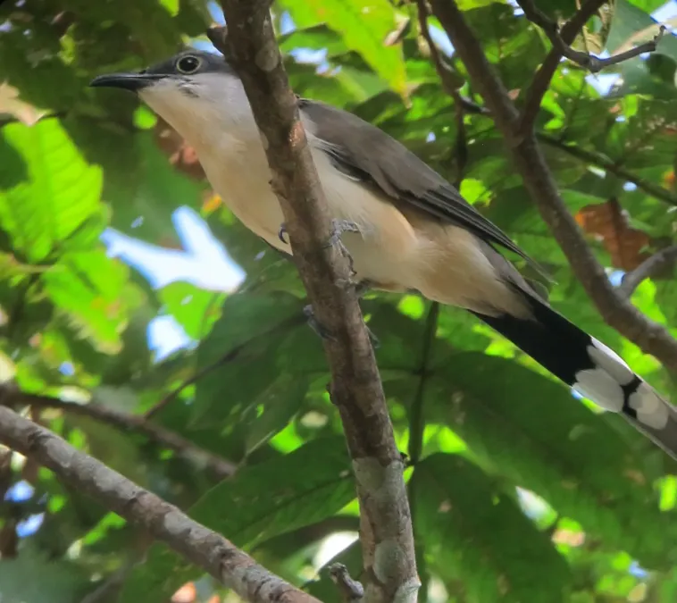 File:Coccyzus melacoryphus Cuco piquioscuro Dark-billed Cuckoo (7799804080).jpg