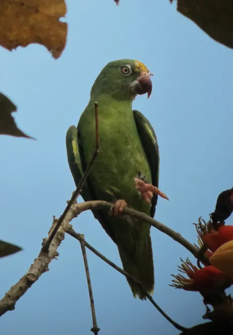 File:Brotogeris sanctithomae Periquito cabeciamarillo Tui Parakeet (7799770202).jpg