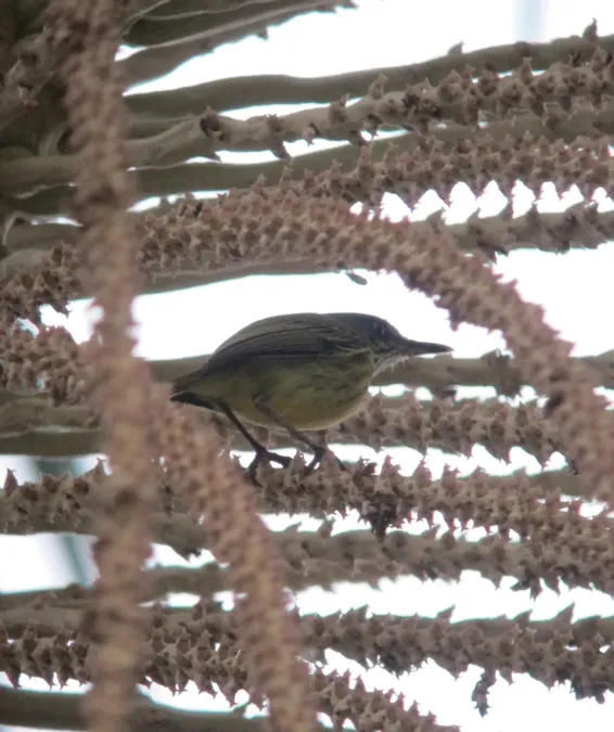 File:Todirostrum maculatum Espatulilla manchada Spotted Tody-Flycatcher (7799754572).jpg