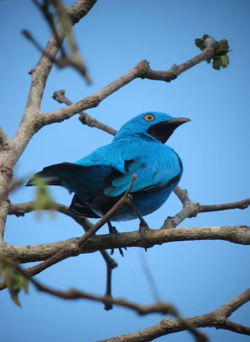 File:Cotinga maynana Cotinga turquesa Plum-throated Cotinga (male) (7799535696).jpg