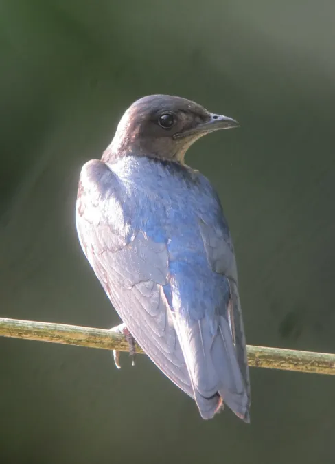 File:Progne chalybea Golondrina de campanario Grey-breasted Martin (7713510348).jpg