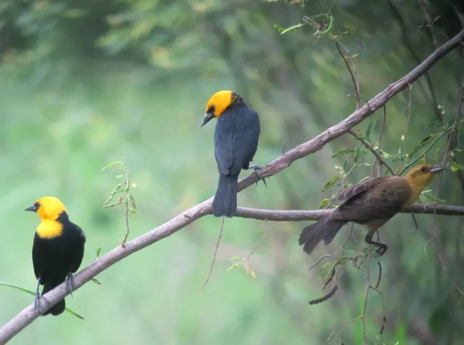 File:Chrysomus icterocephalus Monjita cabeciamarilla Yellow-hooded Blackbird (7680244418).jpg