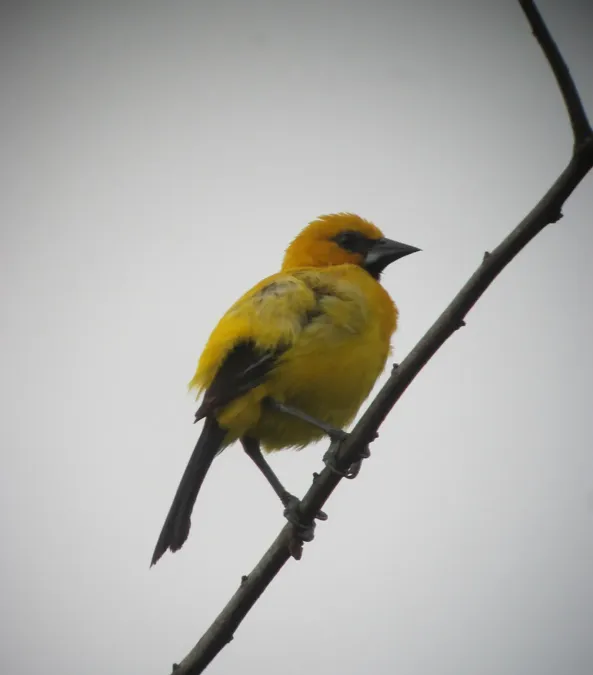 File:Icterus nigrogularis Turpial amarillo Yellow Oriole (7678150480).jpg