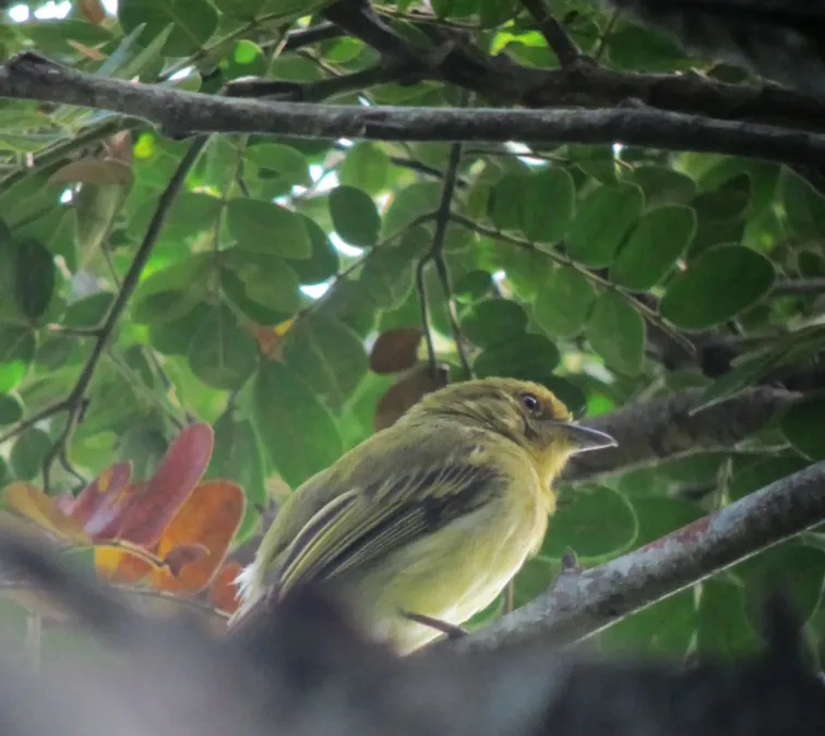 File:Tolmomyias flaviventris Picoplano Pechiamarillo Yellow-breasted Flycatcher (7675845500).jpg
