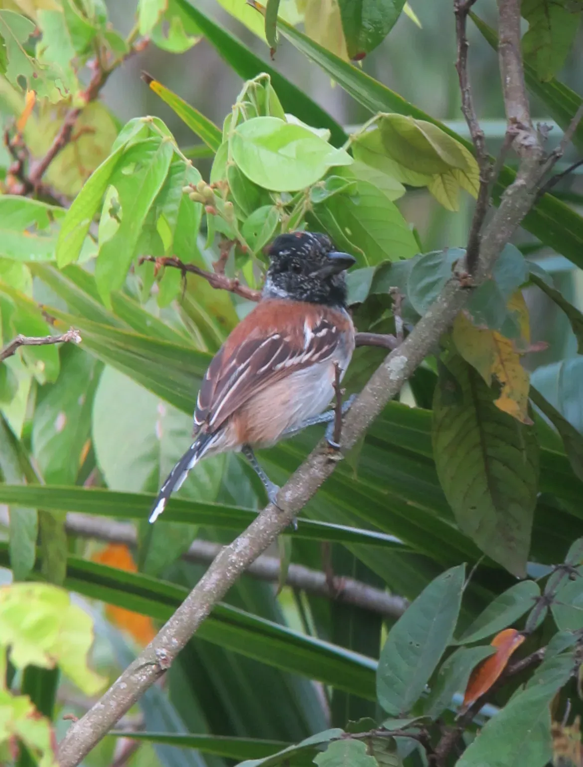 File:Sakesphorus canadensis Batará copetón Black-crested Antshrike (male) (7673205542).jpg