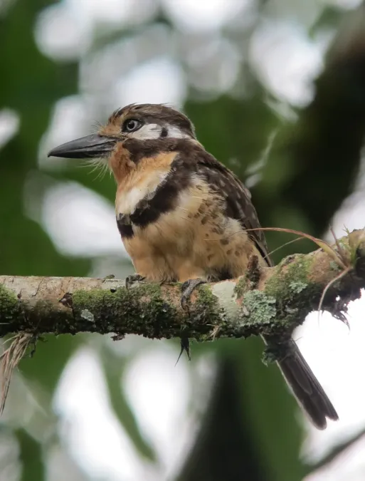 File:Hypnelus ruficollis Bobo punteado Russet-throated Puffbird (7673121634).jpg