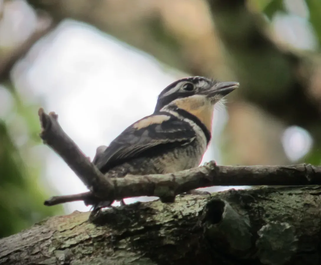 File:Notharchus tectus Bobo coronado Pied Puffbird (female) (7673010210).jpg