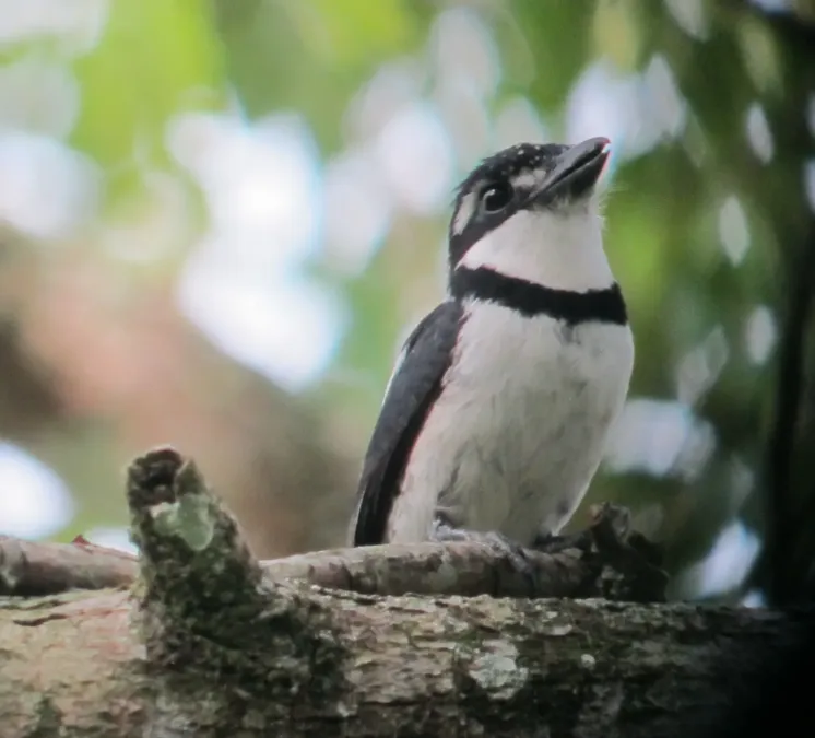 File:Notharchus tectus Bobo coronado Pied Puffbird (male) (7673010824).jpg