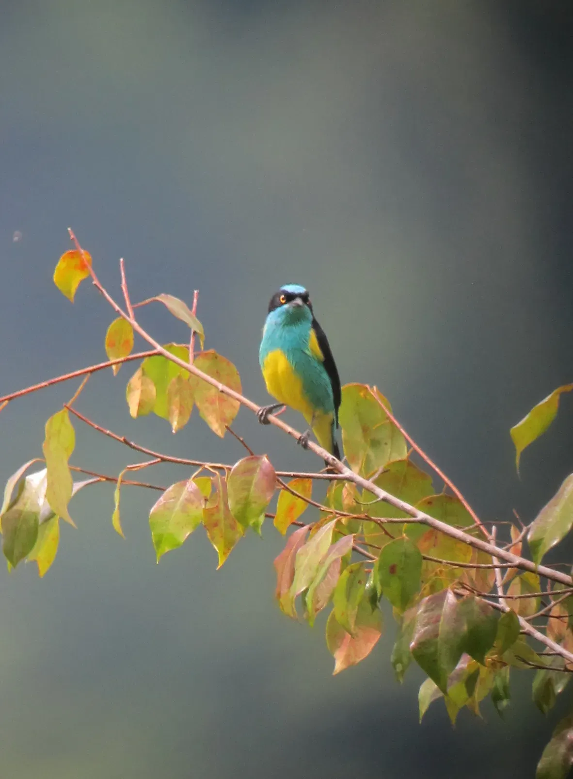File:Dacnis lineata Dacnis carinegra Black-faced Dacnis (male) (7672955622).jpg